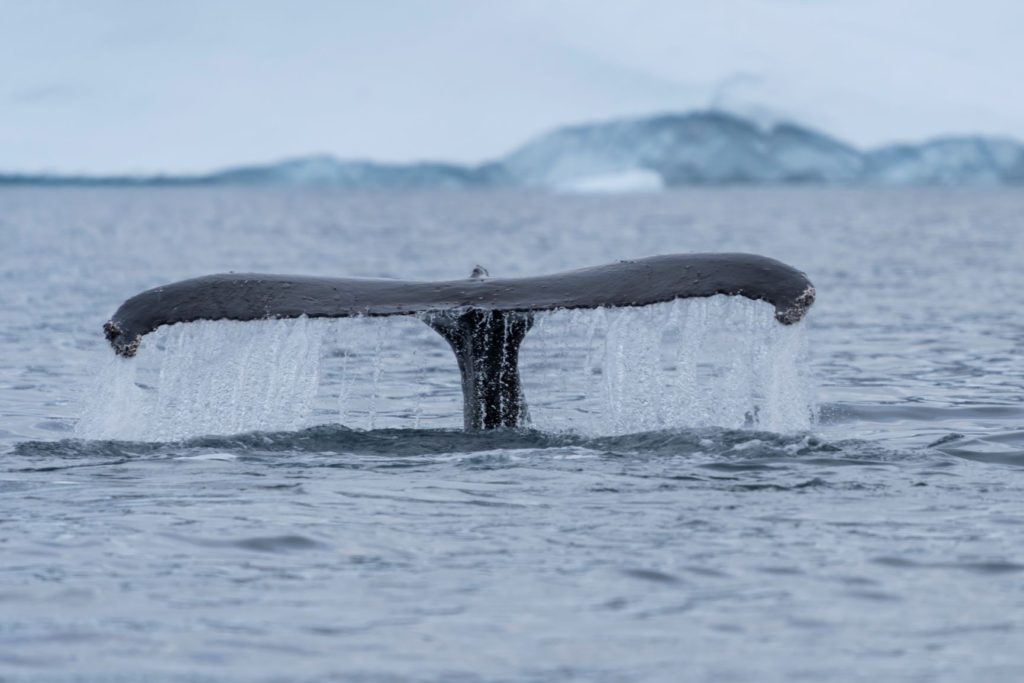 A huge whale tail with water cascading off in Antarctica.