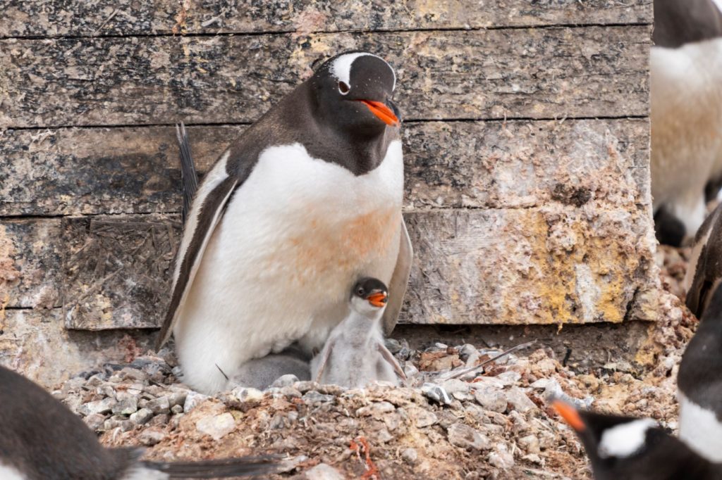 A penguin with a baby chick at Gonzales Videla Base in Antarctica.