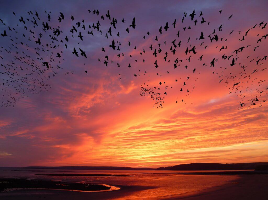 A flock of birds flying over a shore at sunset.  